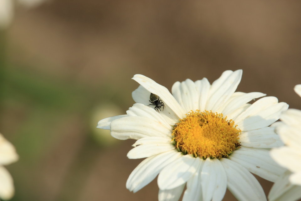 Heliophanus