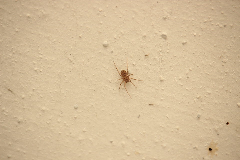 Scytodes thoracica - közönséges csupaszpók