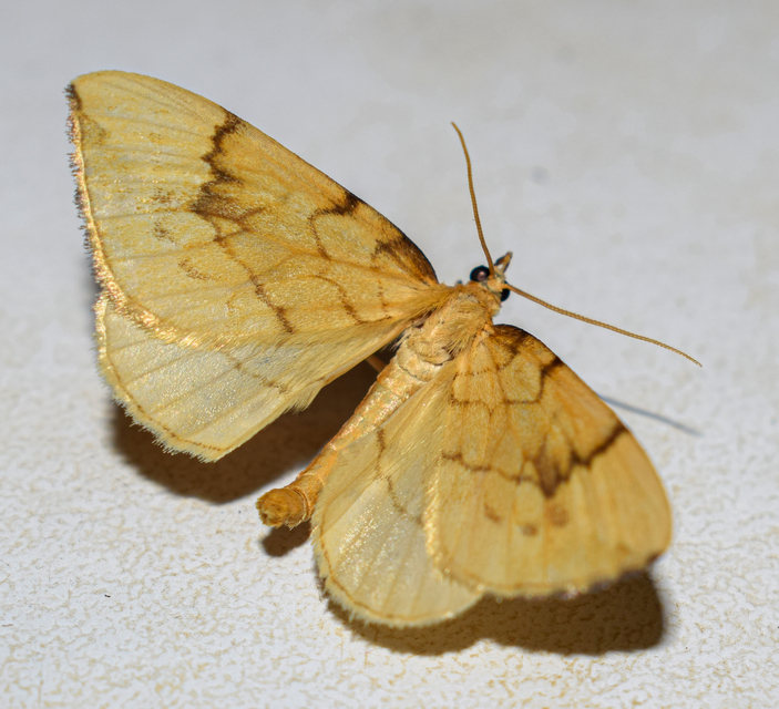 Eulithis pyraliata - sárga galajaraszoló