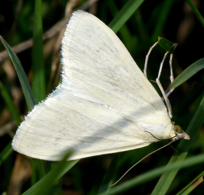 Sitochroa palealis - kénszárnyú dudvamoly