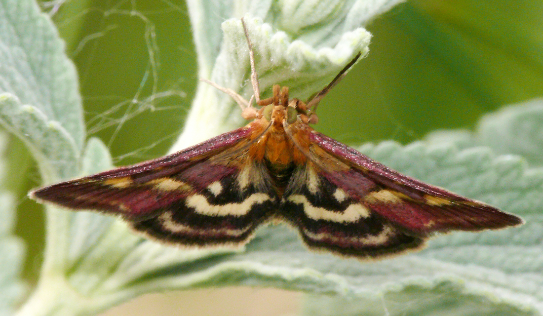 Pyrausta ostrinalis - ritka bíbormoly