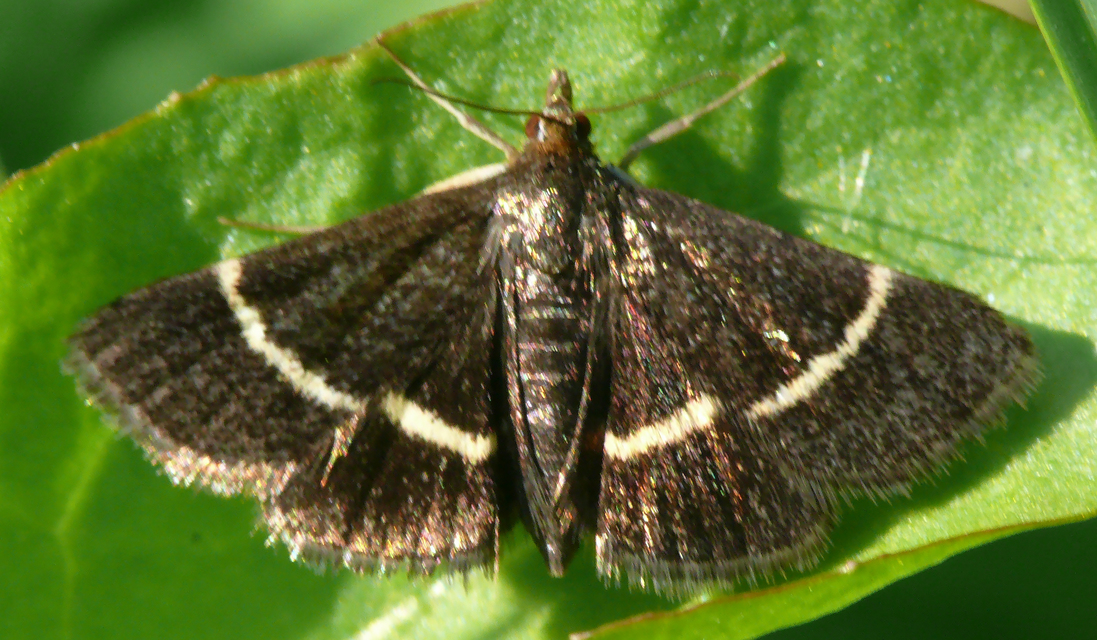 Pyrausta cingulata/rectefascialis