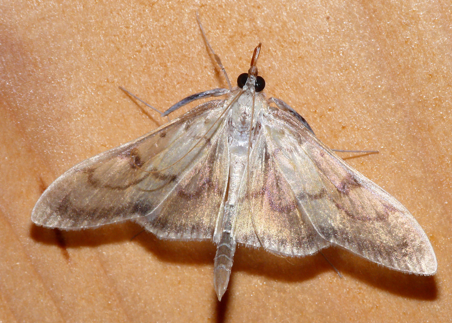 Paratalanta cultralis