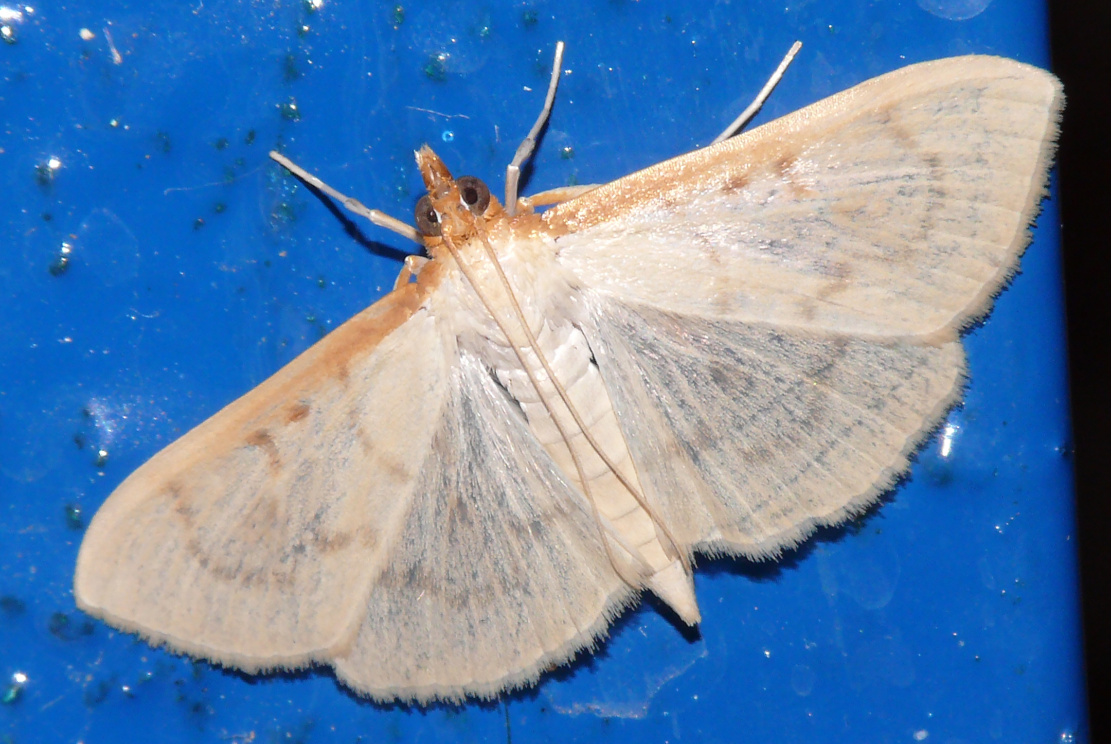 Hodebertia testalis - selyemkóró-tűzmoly