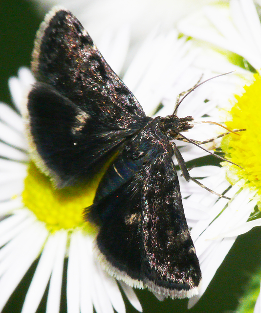 Heliothela wulfeniana - fényes kormosmoly
