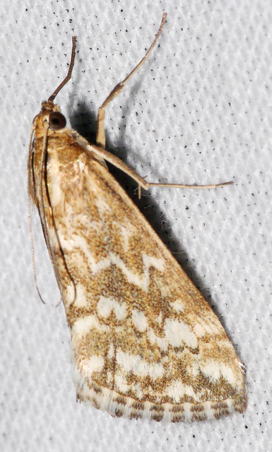 Evergestis frumentalis - tavaszi dudvamoly