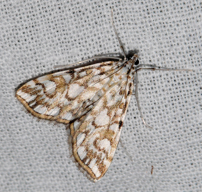 Elophila nymphaeata - tarka vízimoly