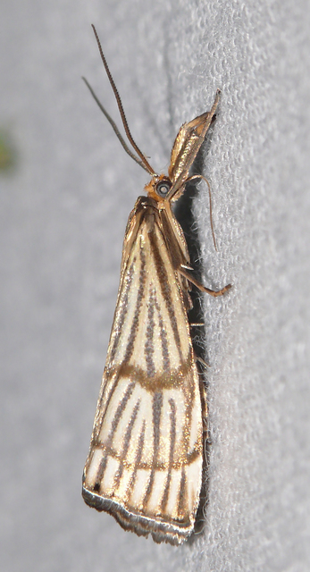 Chrysocrambus linetella - déli fűgyökérmoly