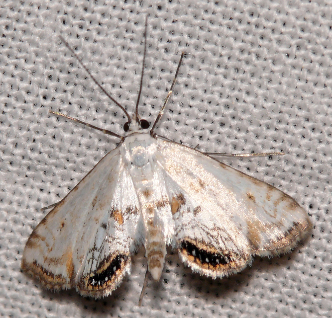 Cataclysta lemnata - békalencsemoly