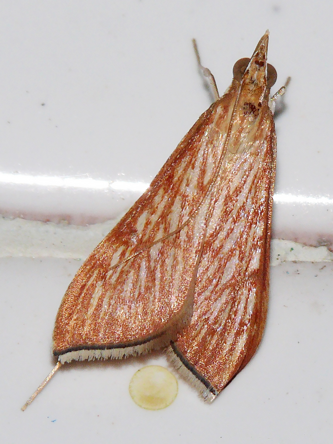 Antigastra catalaunalis - gyöngymoly