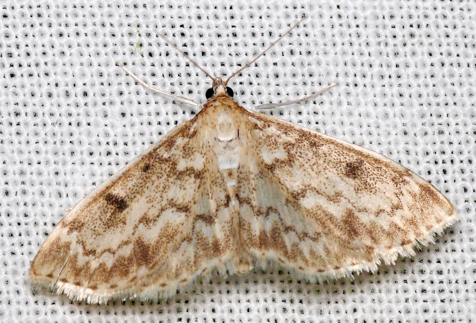 Anania perlucidalis - lápréti tűzmoly