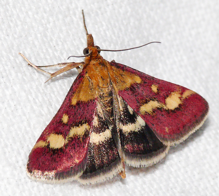 Pyrausta purpuralis - közönséges bíbormoly