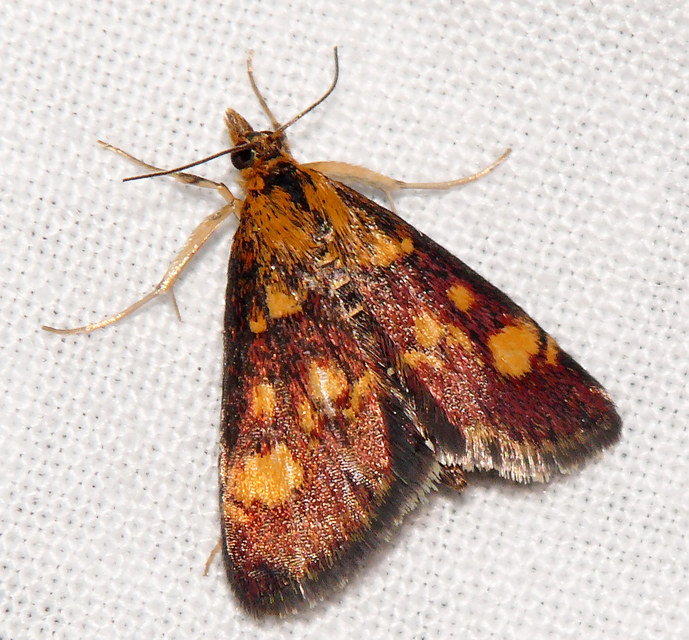 Pyrausta aurata - aranyló bíbormoly