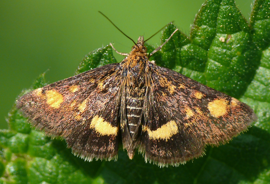Pyrausta aurata - aranyló bíbormoly