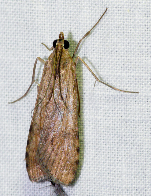 Nomophila noctuella - közönséges vándormoly