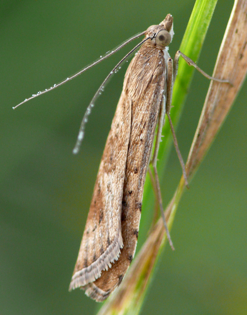 Nomophila noctuella - közönséges vándormoly