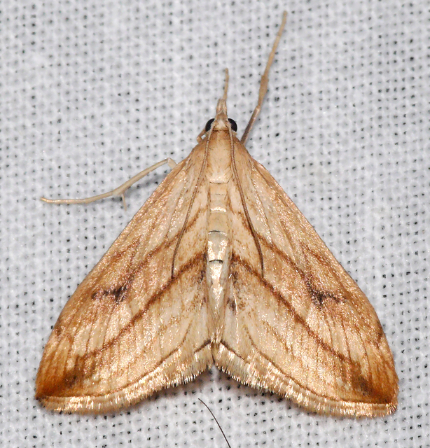 Evergestis forficalis - veteménymoly
