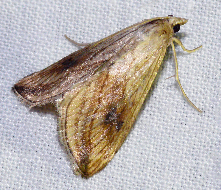 Evergestis forficalis - veteménymoly