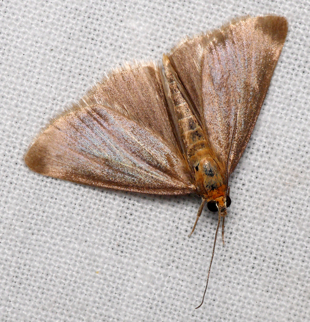 Evergestis aenealis - patinás dudvamoly