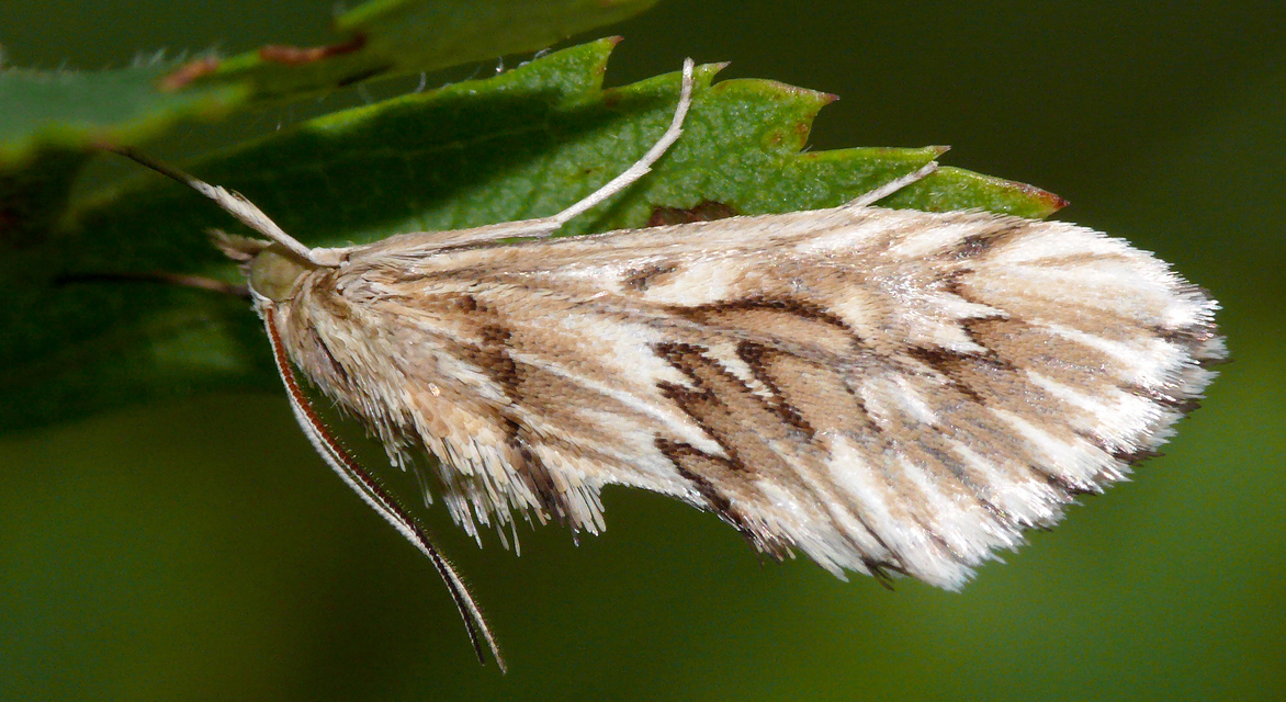 Cynaeda dentalis - gyakori ciframoly