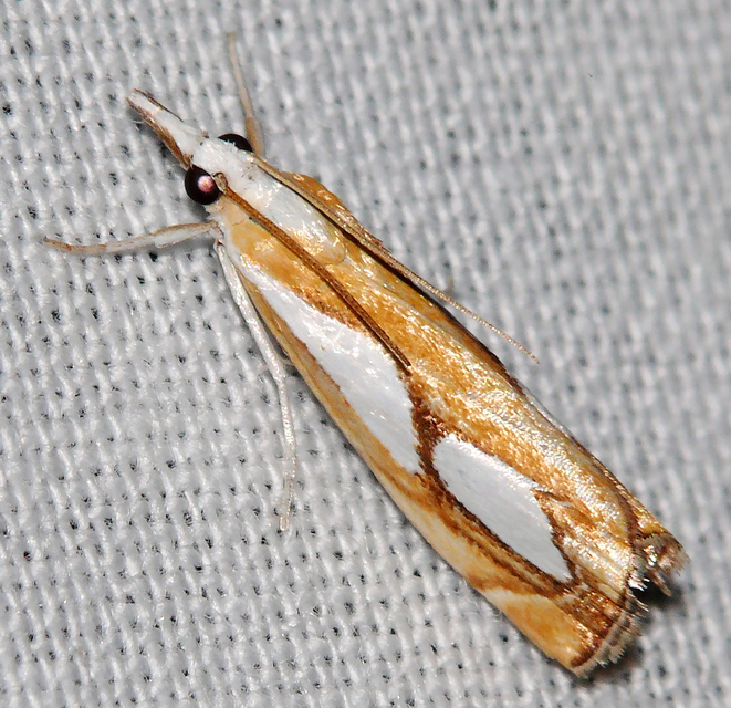 Catoptria pinella - ezüstös fűgyökérmoly