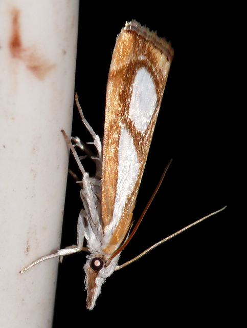 Catoptria pinella - ezüstös fűgyökérmoly