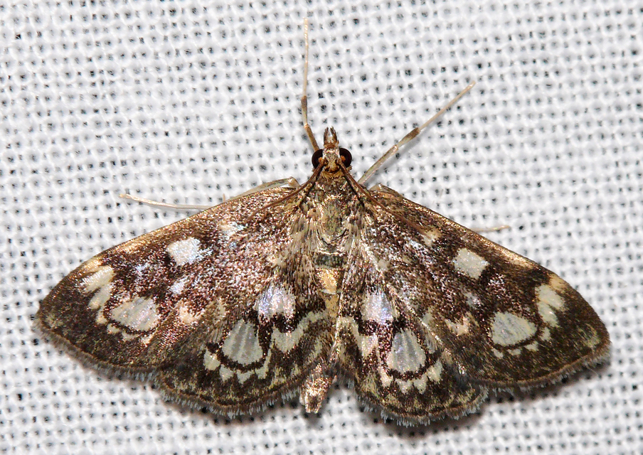 Anania coronata - koronás dudvamoly