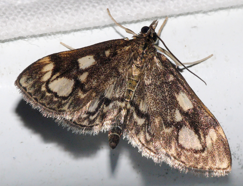 Anania coronata - koronás dudvamoly