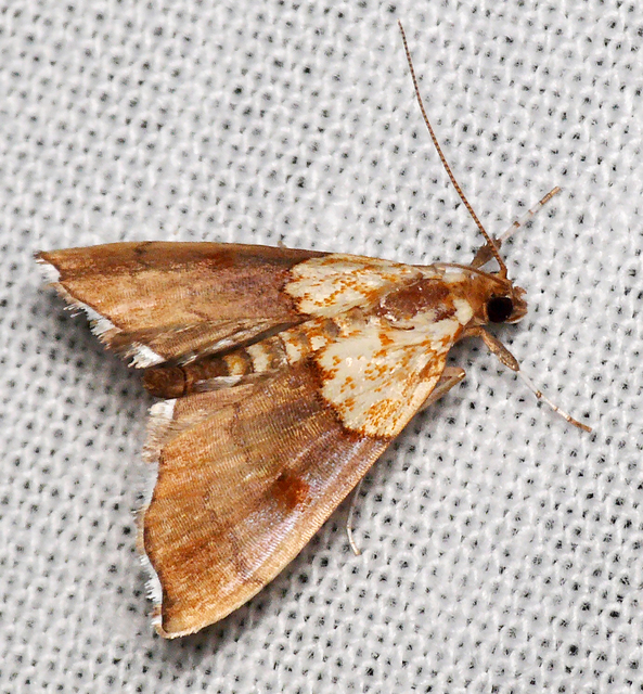 Agrotera nemoralis - ligeti tűzmoly