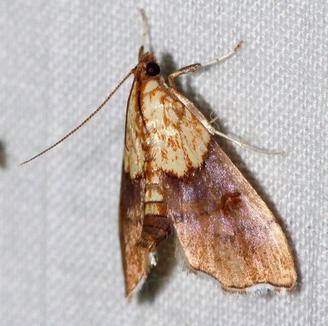 Agrotera nemoralis - ligeti tűzmoly