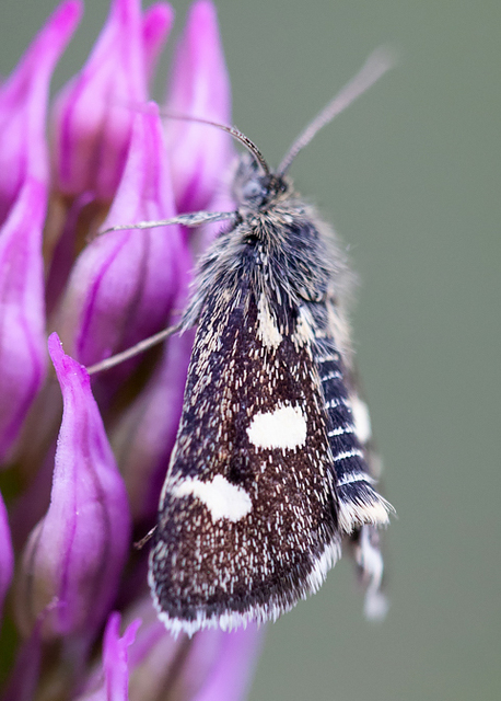 Eurrhypis pollinalis - galajszövő kormosmoly