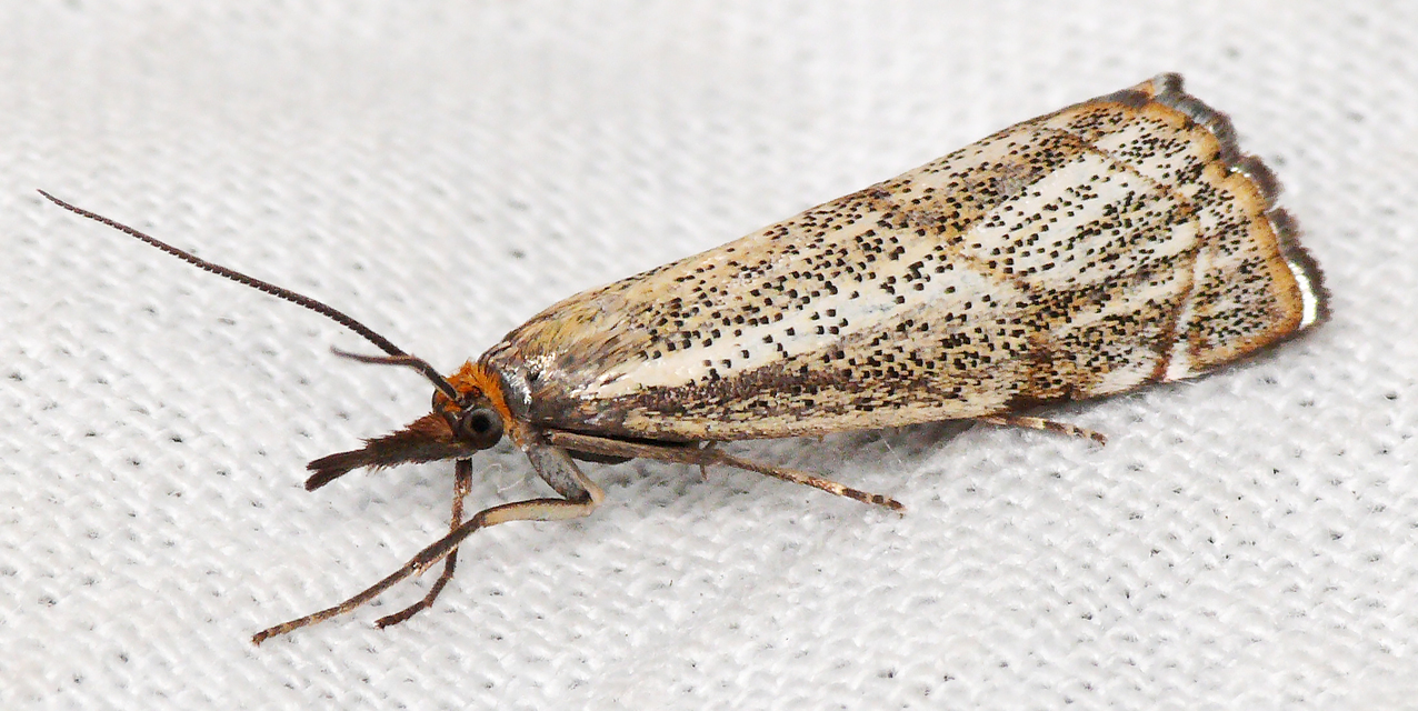 Thisanotia chrysonuchella - tavaszi fűgyökérmoly