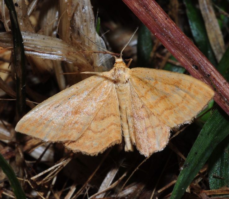 Idaea ochrata - okkerszínű sávosaraszoló
