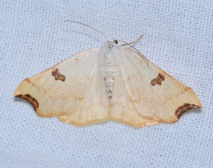 Eilicrinia cordiaria - fehér fűzfaaraszoló