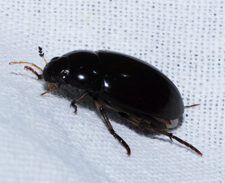 Hydrochara flavipes - sárgalábú csibor