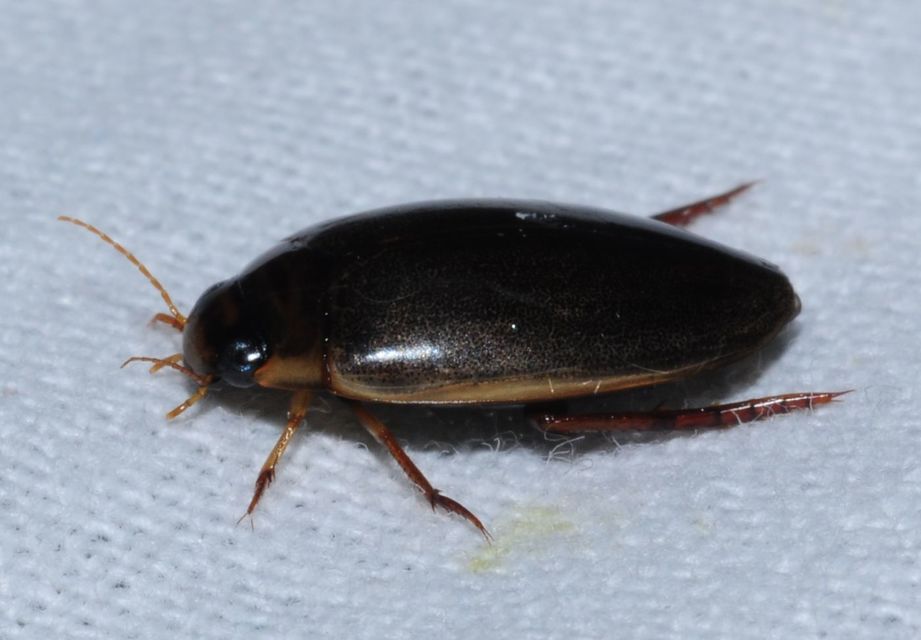 Rhantus suturalis - gyakori particsíkbogár