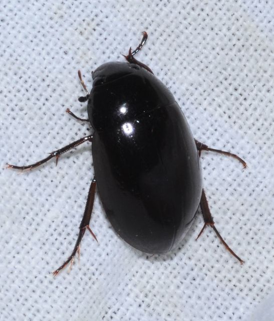 Hydrochara caraboides - kis csibor