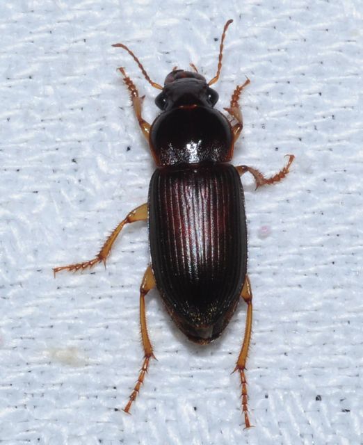 Harpalus griseus - kis selymesfutó