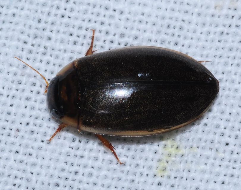 Rhantus suturalis - gyakori particsíkbogár