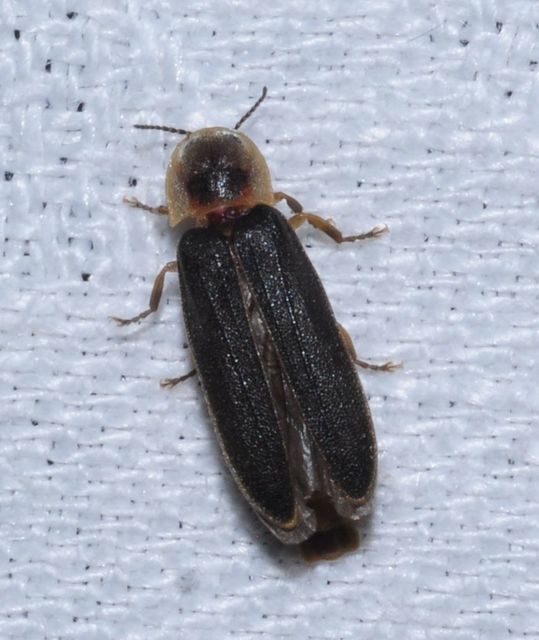 Lampyris noctiluca - nagy szentjánosbogár