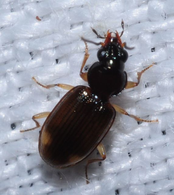 Bembidion inoptatum - kereknyakú gyorsfutó