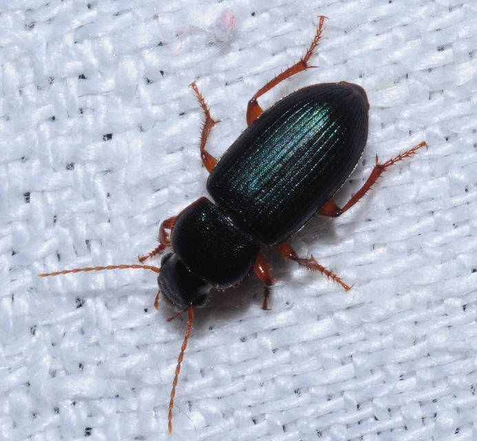Ophonus azureus - azúrkék bársonyfutó