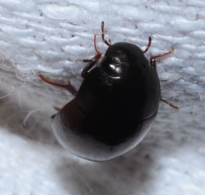 Limnoxenus niger - fekete csibor