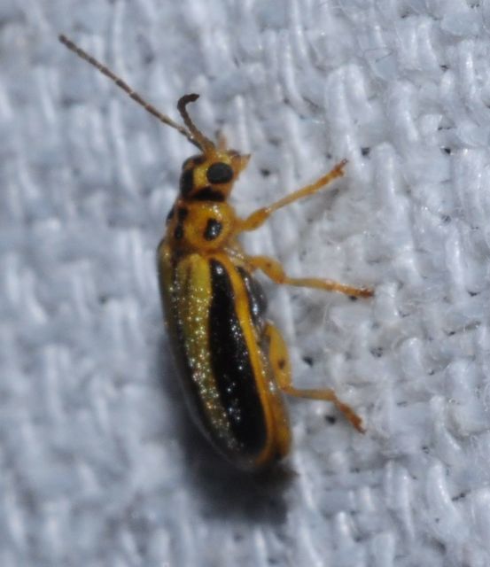 Xanthogalerucella luteola - szilfa-olajosbogár