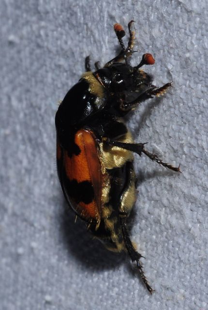 Nicrophorus vespillo - közönséges temetőbogár