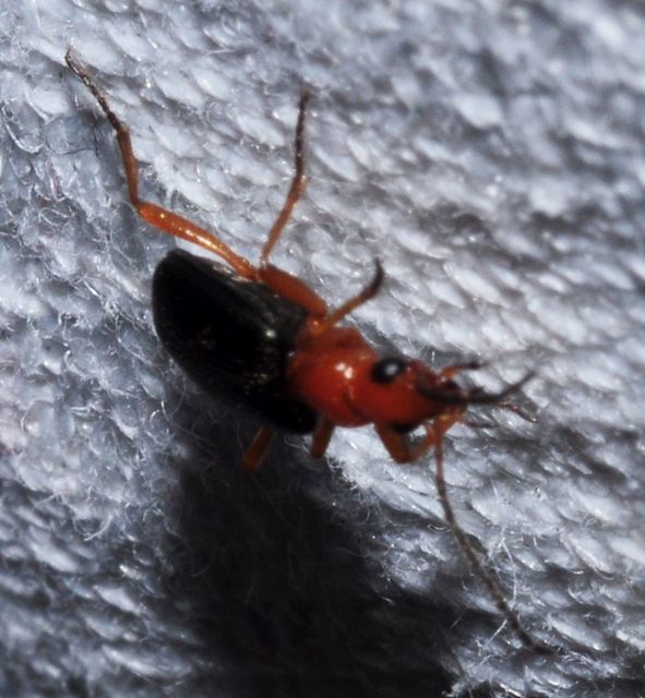 Brachinus nigricornis - feketelábú pöfögőfutó