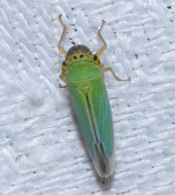 Cicadella viridis - méregzöld kabóca
