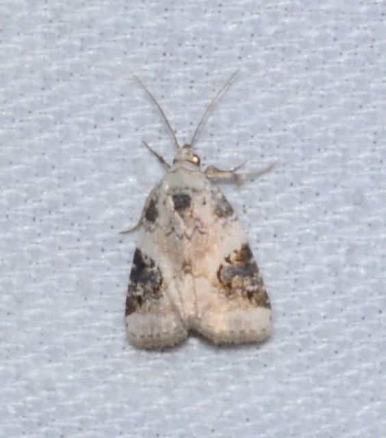 Pseudeustrotia candidula - fehéres apróbagoly