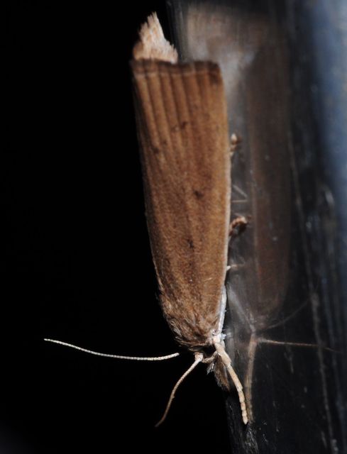 Calamotropha paludella - barna nádlevélmoly