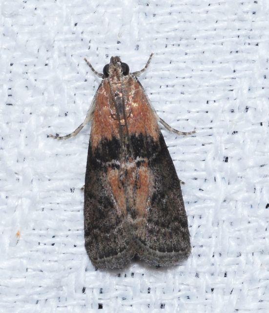 Sciota